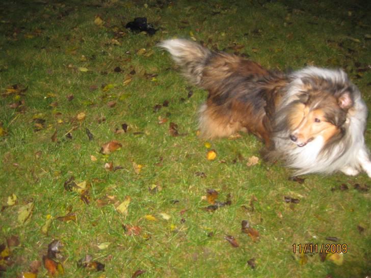 Shetland sheepdog Sparky billede 7