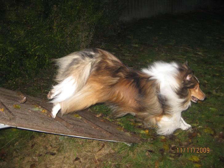 Shetland sheepdog Sparky billede 8