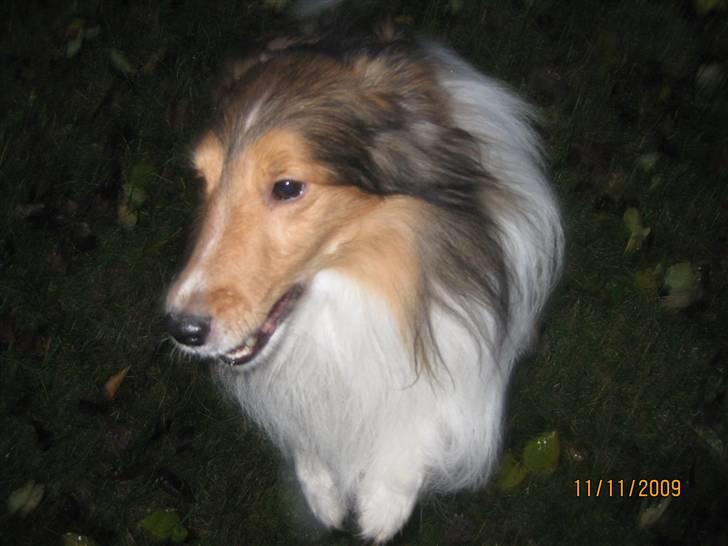 Shetland sheepdog Sparky billede 9