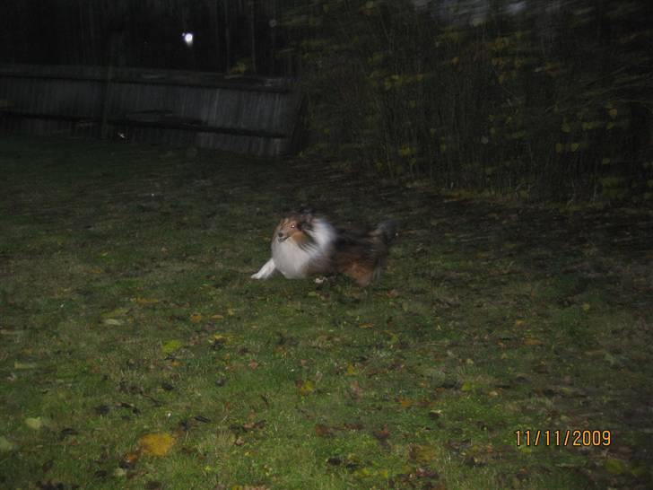 Shetland sheepdog Sparky billede 10