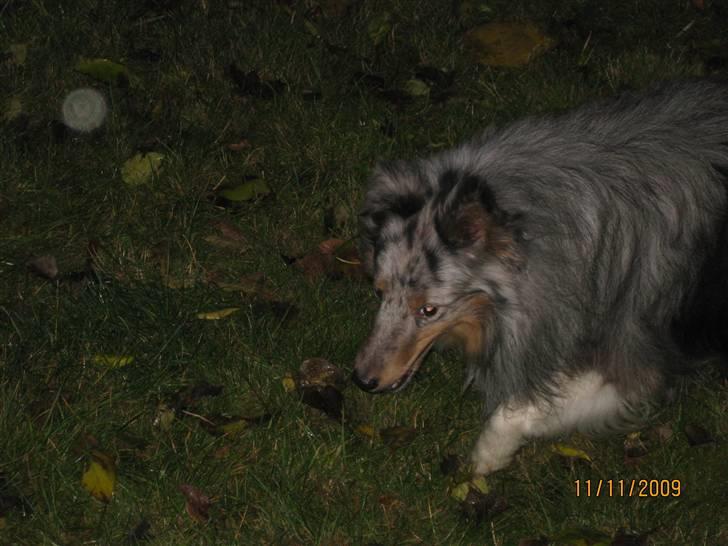 Shetland sheepdog Silver  billede 10
