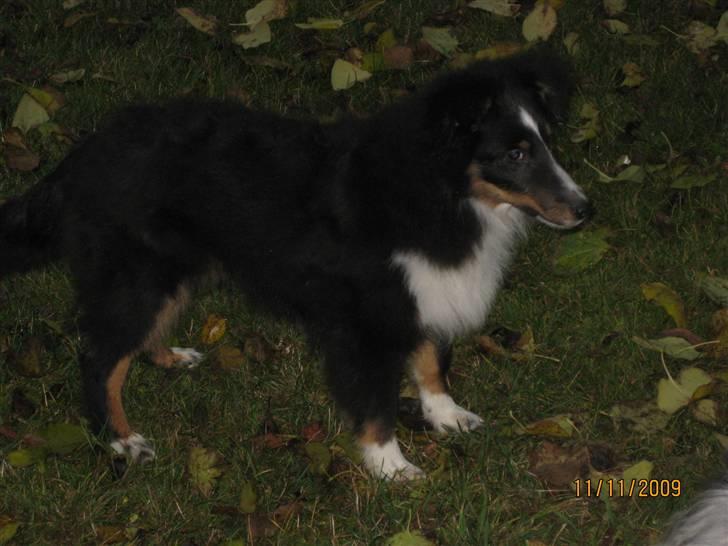 Shetland sheepdog Joey  billede 7