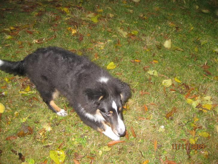 Shetland sheepdog Joey  billede 8