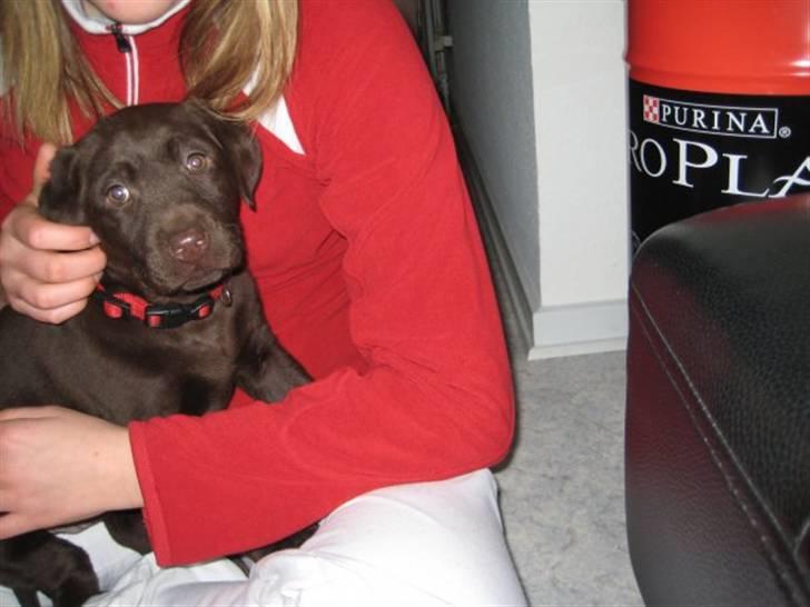 Labrador retriever Frika billede 1