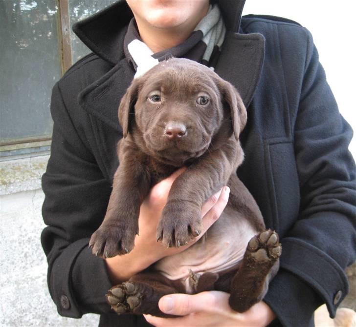 Labrador retriever Frika billede 2