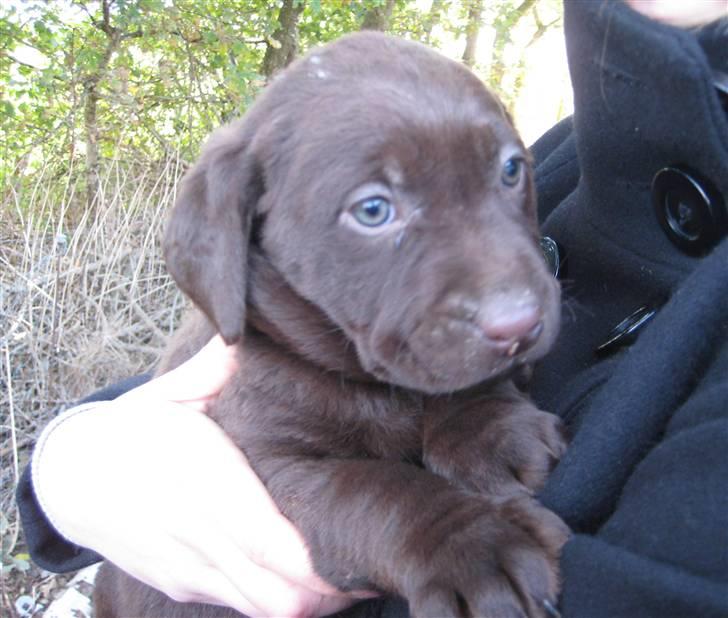 Labrador retriever Frika billede 3