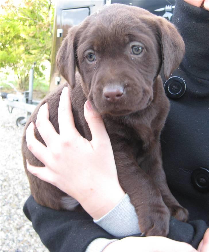 Labrador retriever Frika billede 4