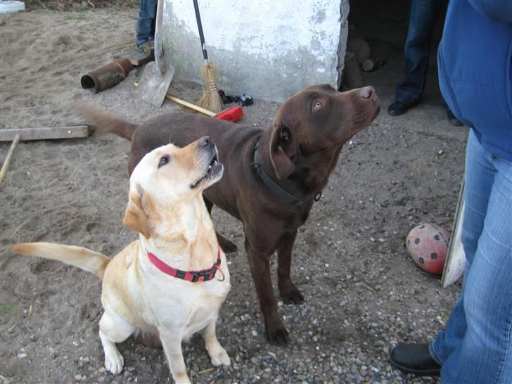 Labrador retriever Frika billede 5