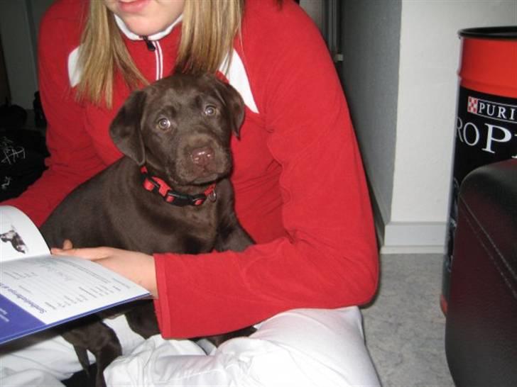 Labrador retriever Frika billede 6