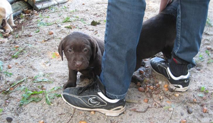 Labrador retriever Frika billede 7