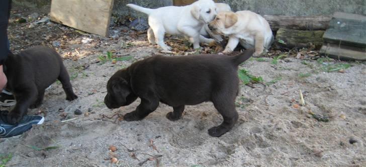 Labrador retriever Frika billede 8