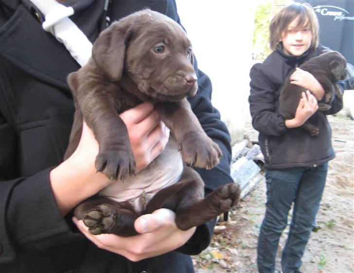 Labrador retriever Frika billede 9