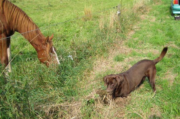 Labrador retriever Sif(stella) billede 20
