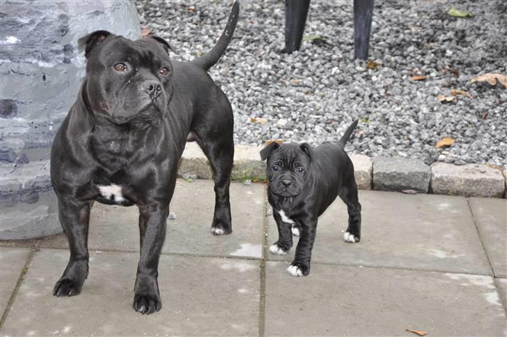 Staffordshire bull terrier Don Trigger - Trigger og datter 2009 billede 5