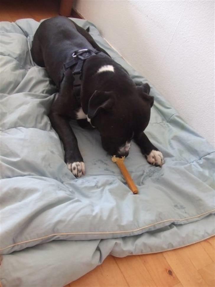 Amerikansk staffordshire terrier Chico - Chico hos Charlotte :) billede 2