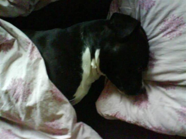 Amerikansk staffordshire terrier Chico - Verdens sødeste puttehund . billede 3