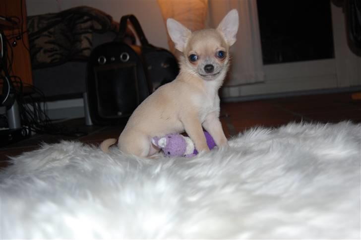 Chihuahua Baby'Loo Tequila - Baby som 4-5 mdr gammel. billede 2