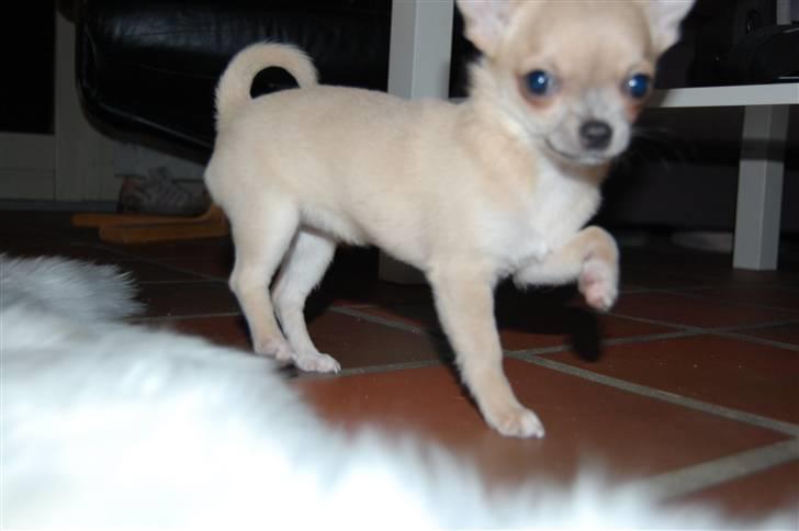 Chihuahua Baby'Loo Tequila - Baby som 4-5 mdr gammel. billede 3