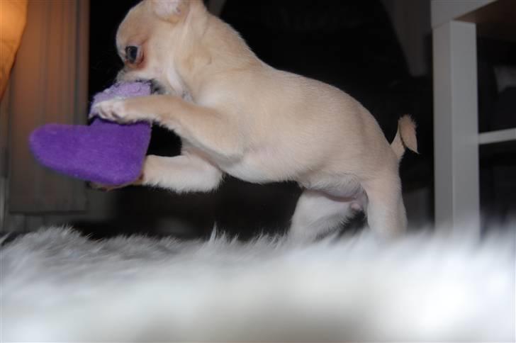 Chihuahua Baby'Loo Tequila - Baby som 4-5 mdr gammel. Ordner lige bamsen. billede 4