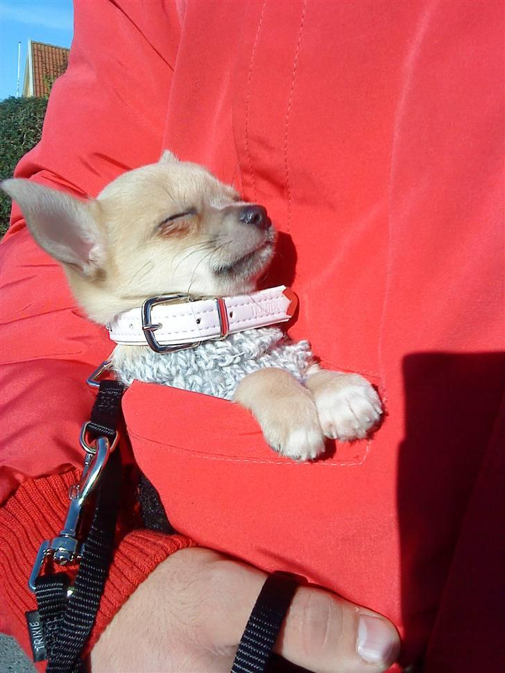 Chihuahua Baby'Loo Tequila - Søndag morgen, på vej ned til købmanden. :) 4-5 mdr gammel. billede 5