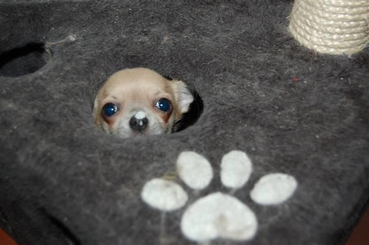 Chihuahua Baby'Loo Tequila - Baby leger gemmeleg i kattens legehule ? hmm , hehe :D . 3-4 mdr gammel. billede 7
