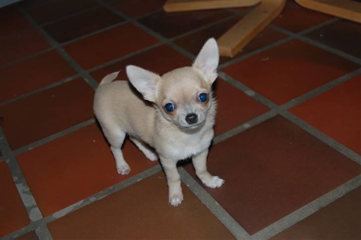 Chihuahua Baby'Loo Tequila - Baby 4 mdr gammel. billede 9