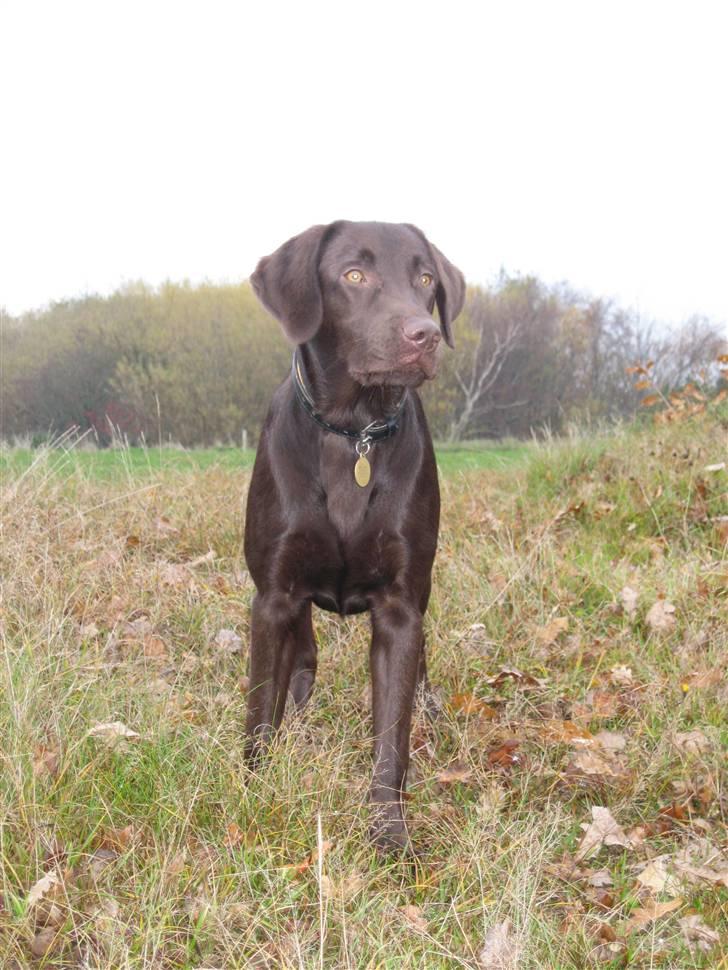 Labrador retriever Morgan billede 20