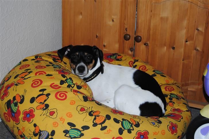 Dansk svensk gaardhund Fie - Fie slapper af i hendes ynglings sækkestol :o) billede 17