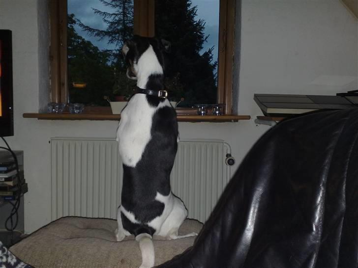 Dansk svensk gaardhund Fie - Holder vagt :o) billede 18