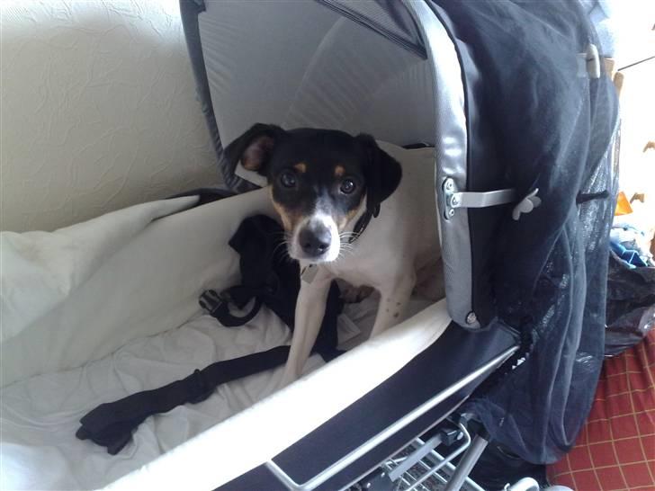 Dansk svensk gaardhund Fie - Fie i Tobias´ barnevogn :o) billede 19