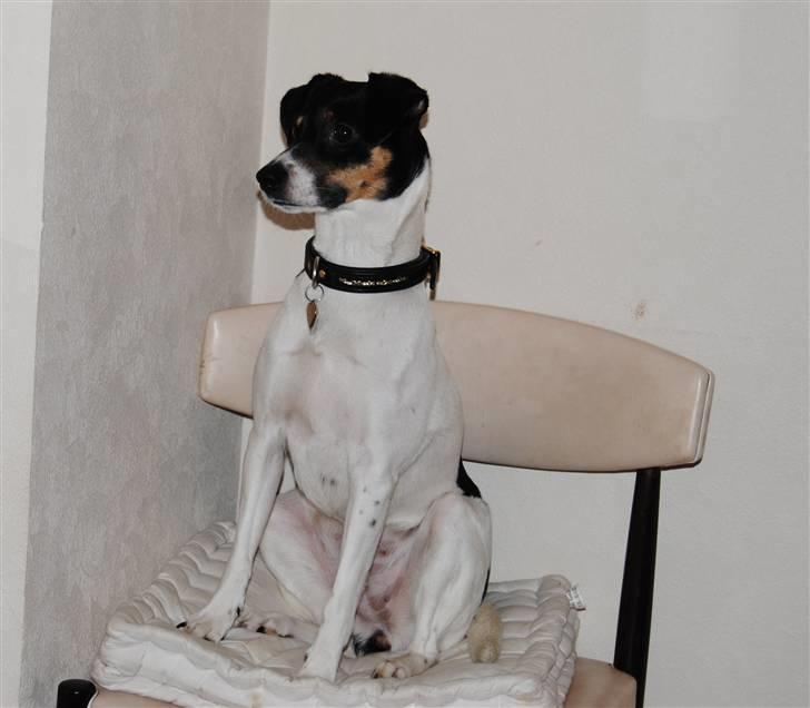 Dansk svensk gaardhund Fie - Fie på sin ynglings stol i køkkenet :o) billede 20