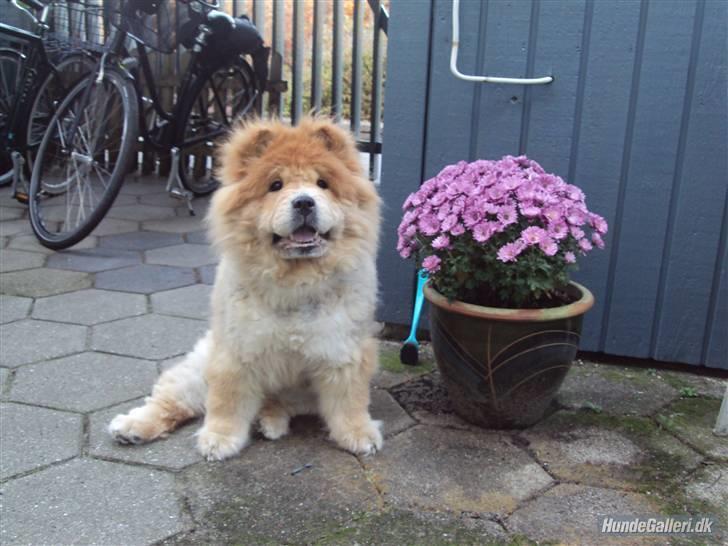 Chow chow Beijing's Baomu Laoshi - Sikke fin jeg er ikke moar? :p [Foto: Amalie Reffelt] billede 8