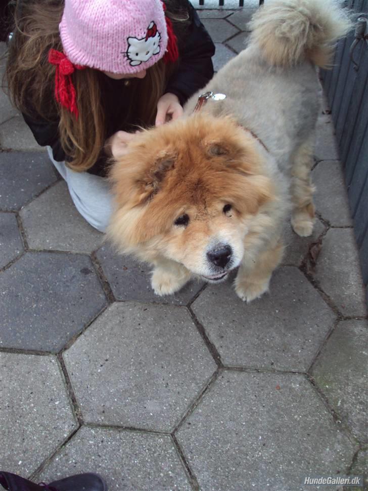 Chow chow Beijing's Baomu Laoshi - Jeg er en fin vovse! <3 [Foto: Lea Rasander] billede 9