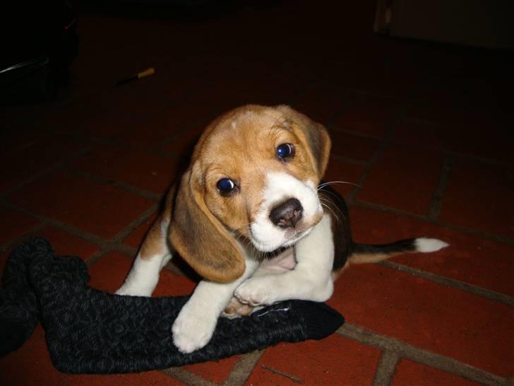 Beagle Freja billede 1