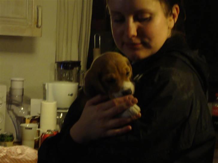 Beagle Freja billede 2