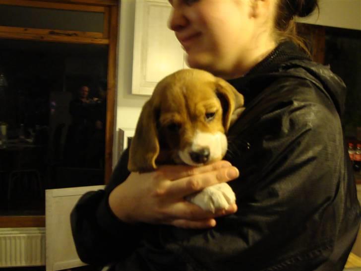 Beagle Freja billede 3