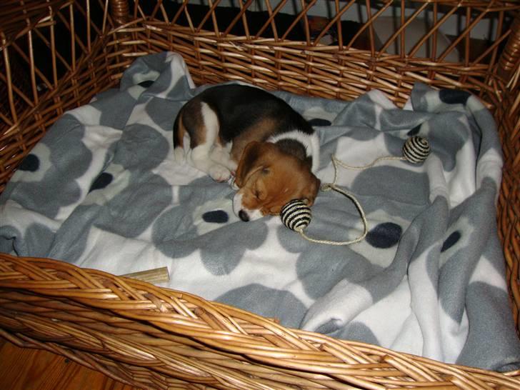 Beagle Freja billede 4