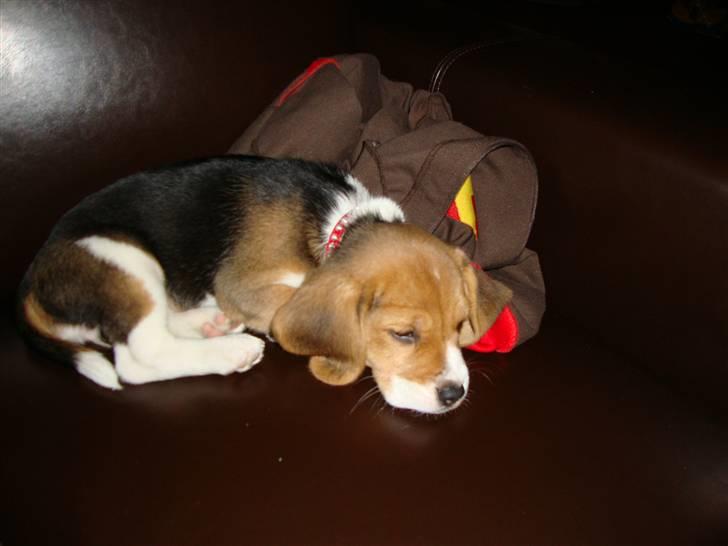 Beagle Freja billede 5