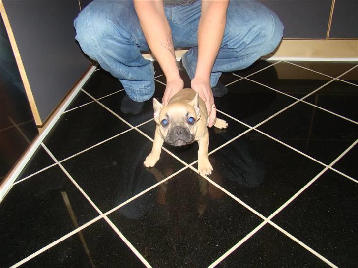 Fransk bulldog Ulla billede 2