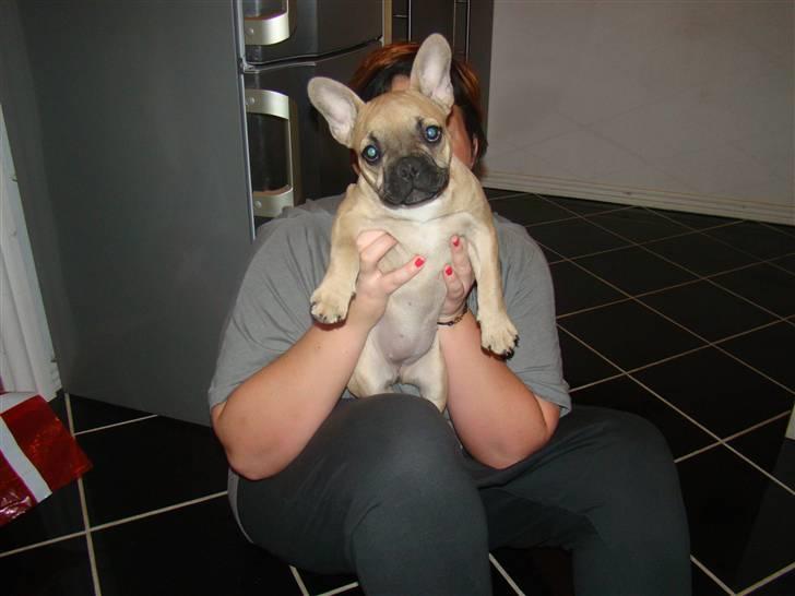 Fransk bulldog Ulla billede 3