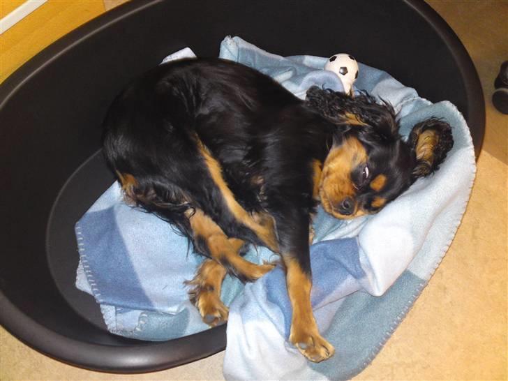 Cavalier king charles spaniel (Souvinier's) Charlie - Årrrrrrrrrrrrrh så strækker man sig lige billede 5