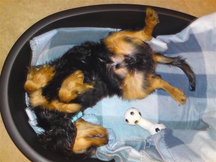 Cavalier king charles spaniel (Souvinier's) Charlie - Sådan ligger man bedst og slapper! billede 6