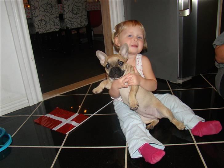 Fransk bulldog Ulla billede 4