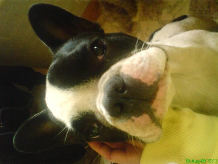 Fransk bulldog Bøvl - død d. 25/12-2011 billede 1