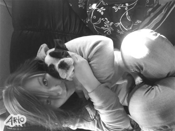 Fransk bulldog Bøvl - død d. 25/12-2011 billede 2