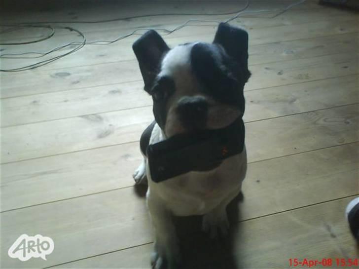 Fransk bulldog Bøvl - død d. 25/12-2011 billede 3