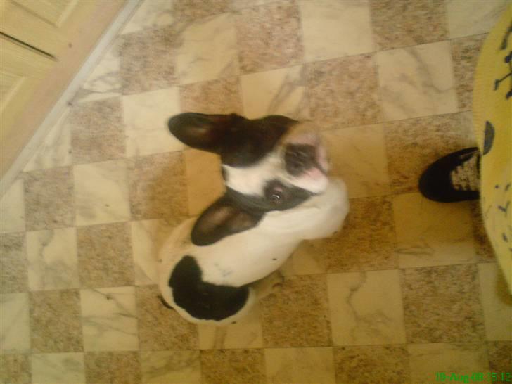 Fransk bulldog Bøvl - død d. 25/12-2011 billede 4