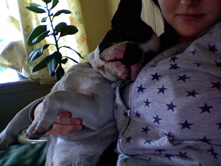 Fransk bulldog Bøvl - død d. 25/12-2011 billede 5