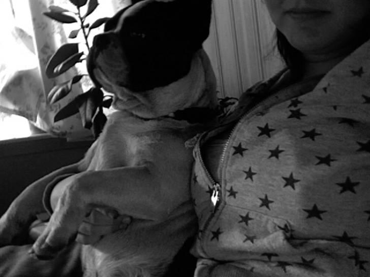 Fransk bulldog Bøvl - død d. 25/12-2011 billede 6