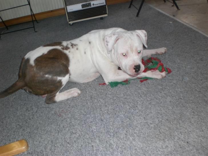 Amerikansk staffordshire terrier  R.I.P. herbie billede 2